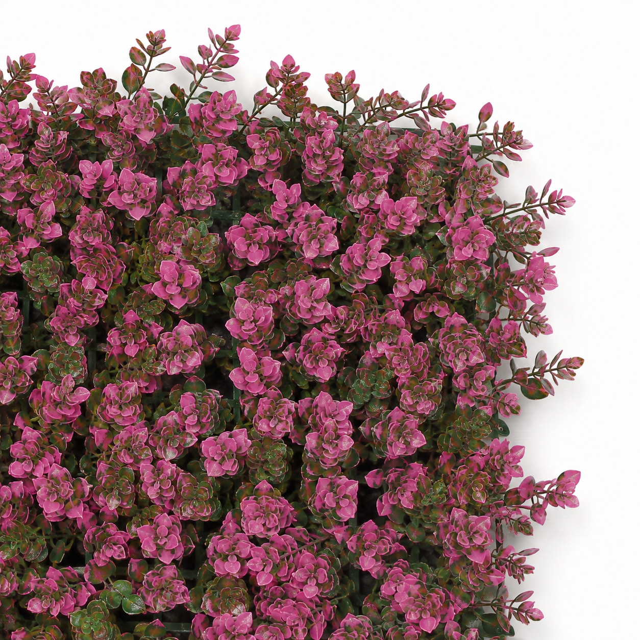 Wild Petunia Blossom