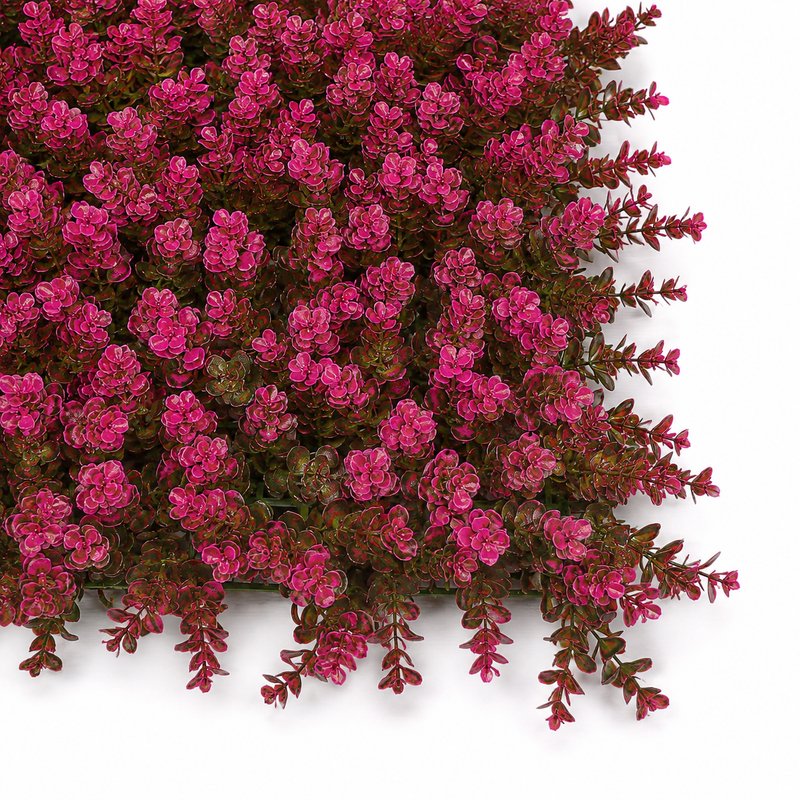 Wild Petunia Blossom