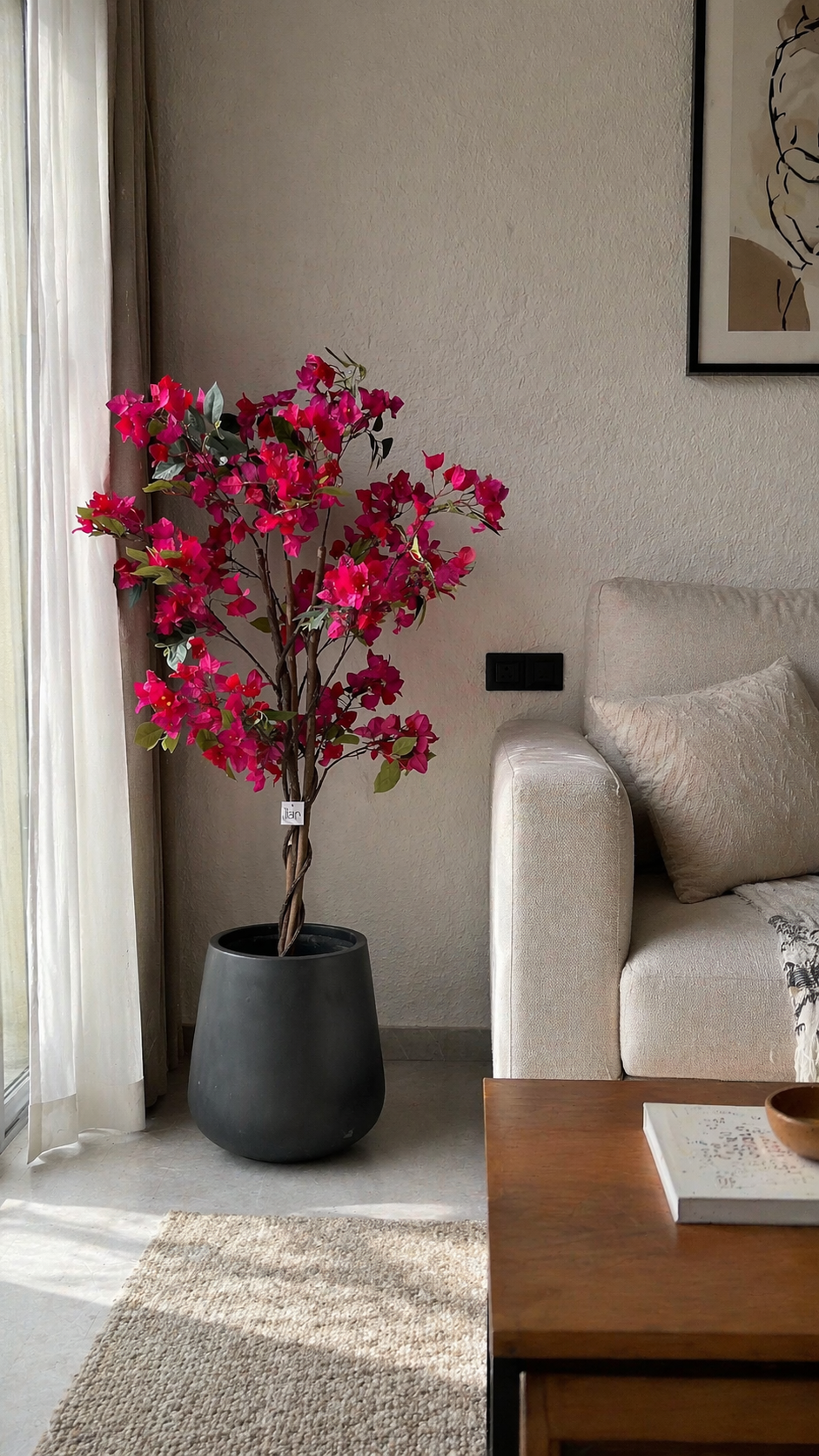 Bougainvillea - 4 Feet