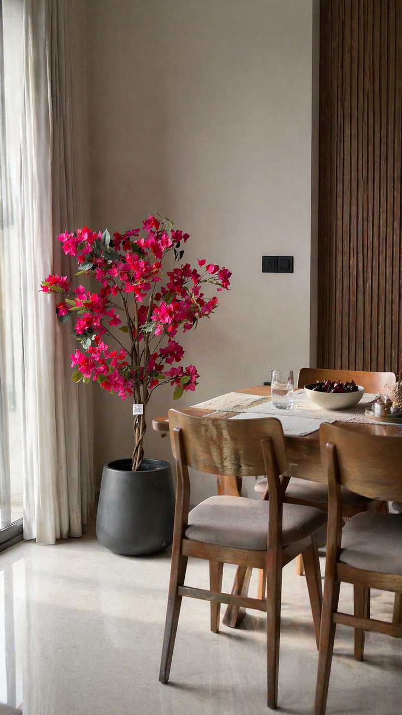Bougainvillea - 4 Feet - ILAN INDIA