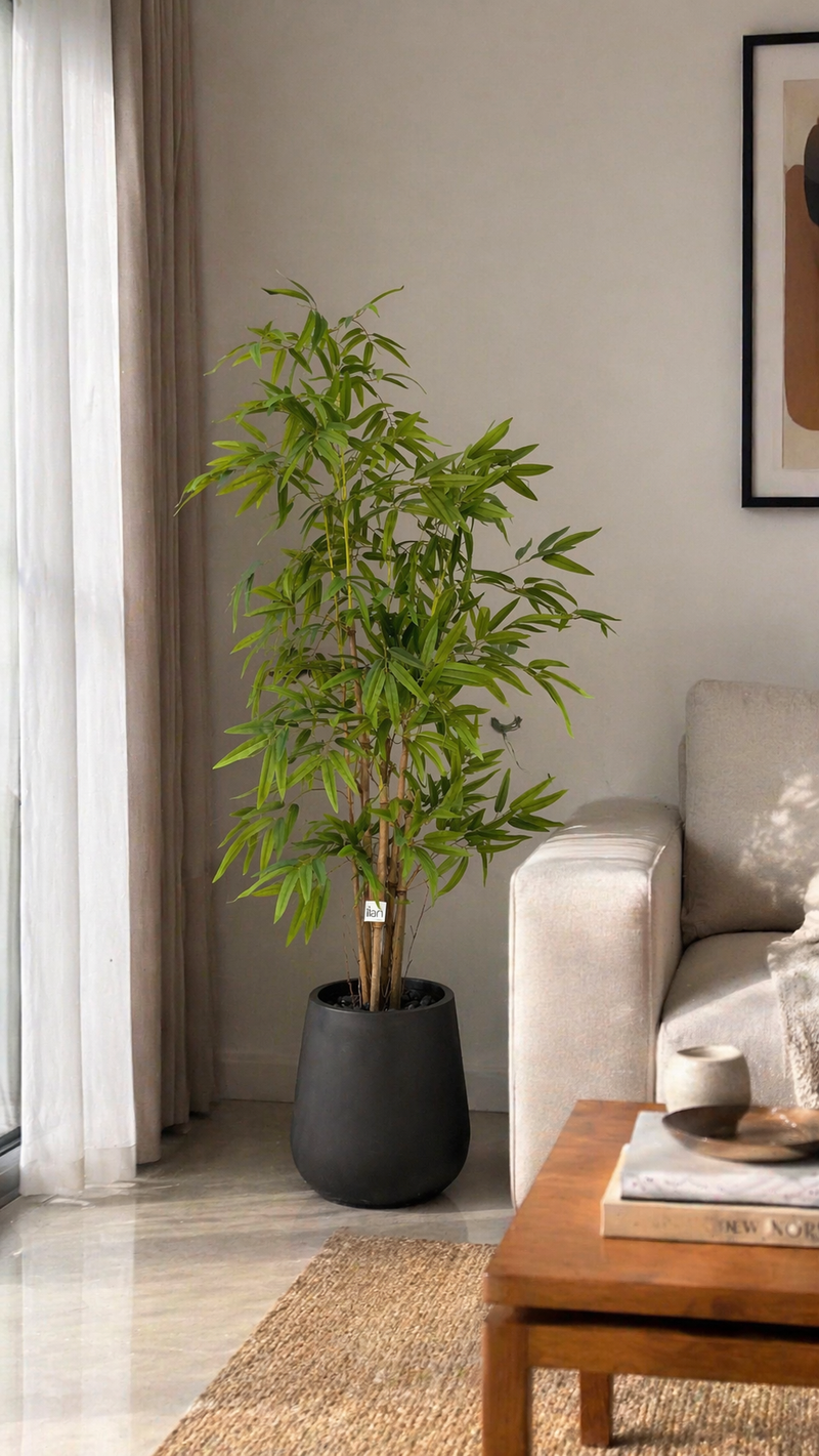Bamboo Bliss - 6 Feet - ILAN INDIA