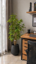 Bamboo Bliss - 6 Feet - ILAN INDIA