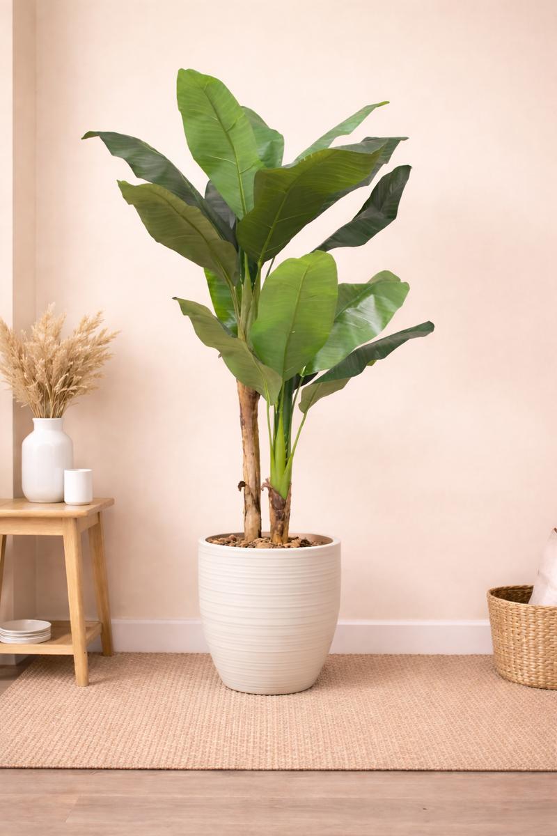 BANANA TREE - 5 Feet - ILAN INDIA