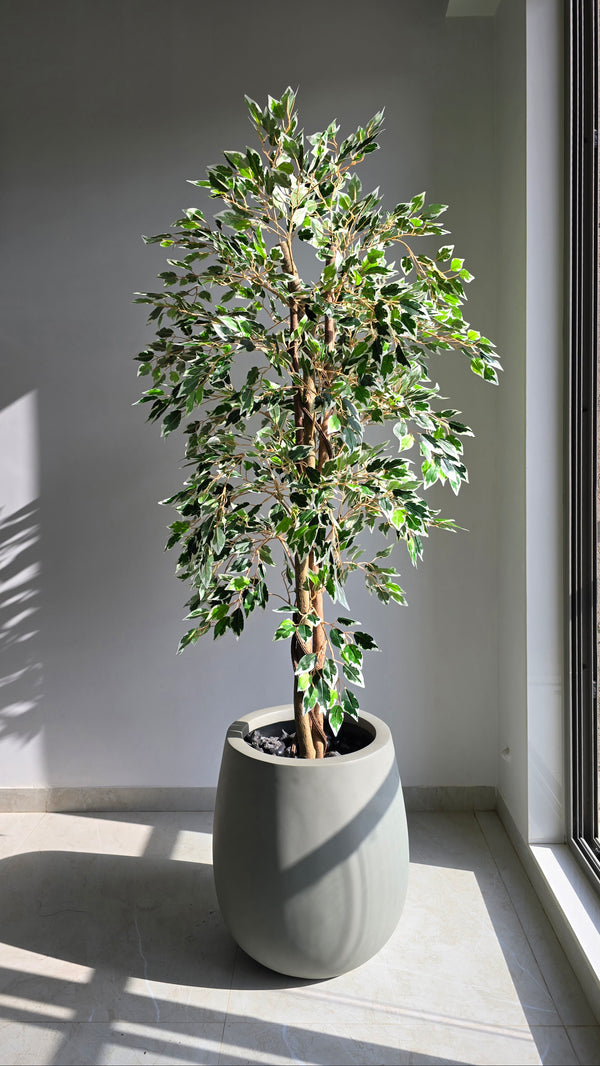 MINI FICUS