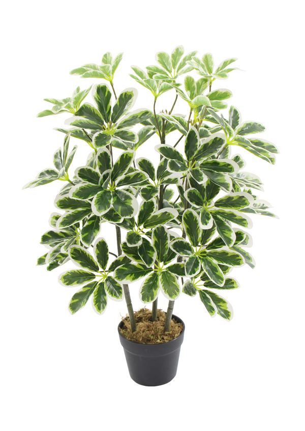 SCHEFFLERA ARBORICOLA