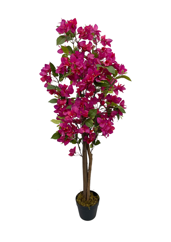 BOUGAINVILLEA