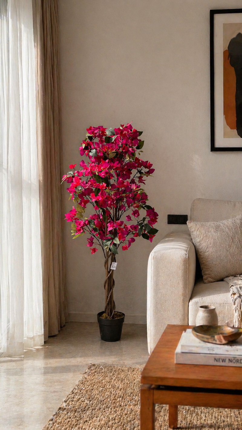 Bougainvillea - 4 Feet - ILAN INDIA