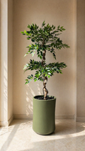 Ficus Tree - 5 Feet - ILAN INDIA
