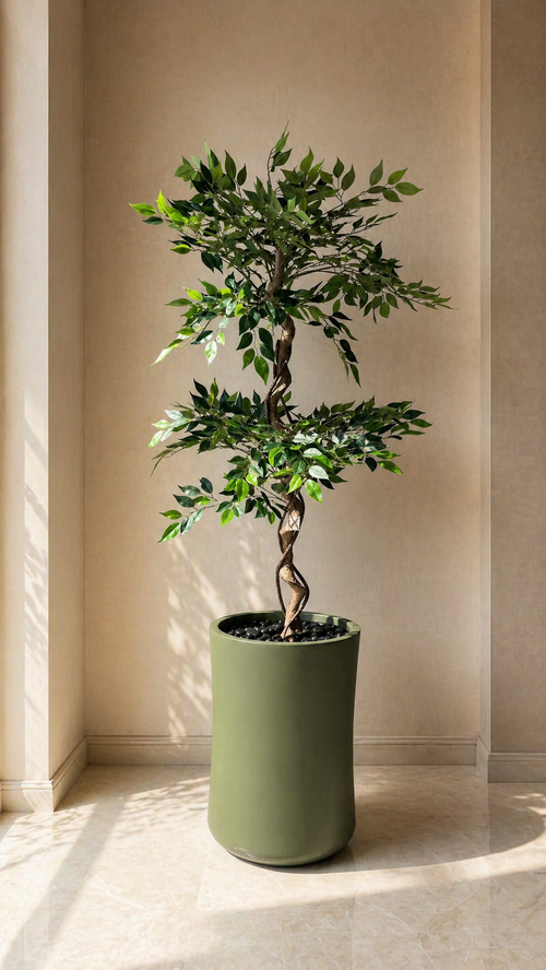 Ficus Tree - 5 Feet - ILAN INDIA