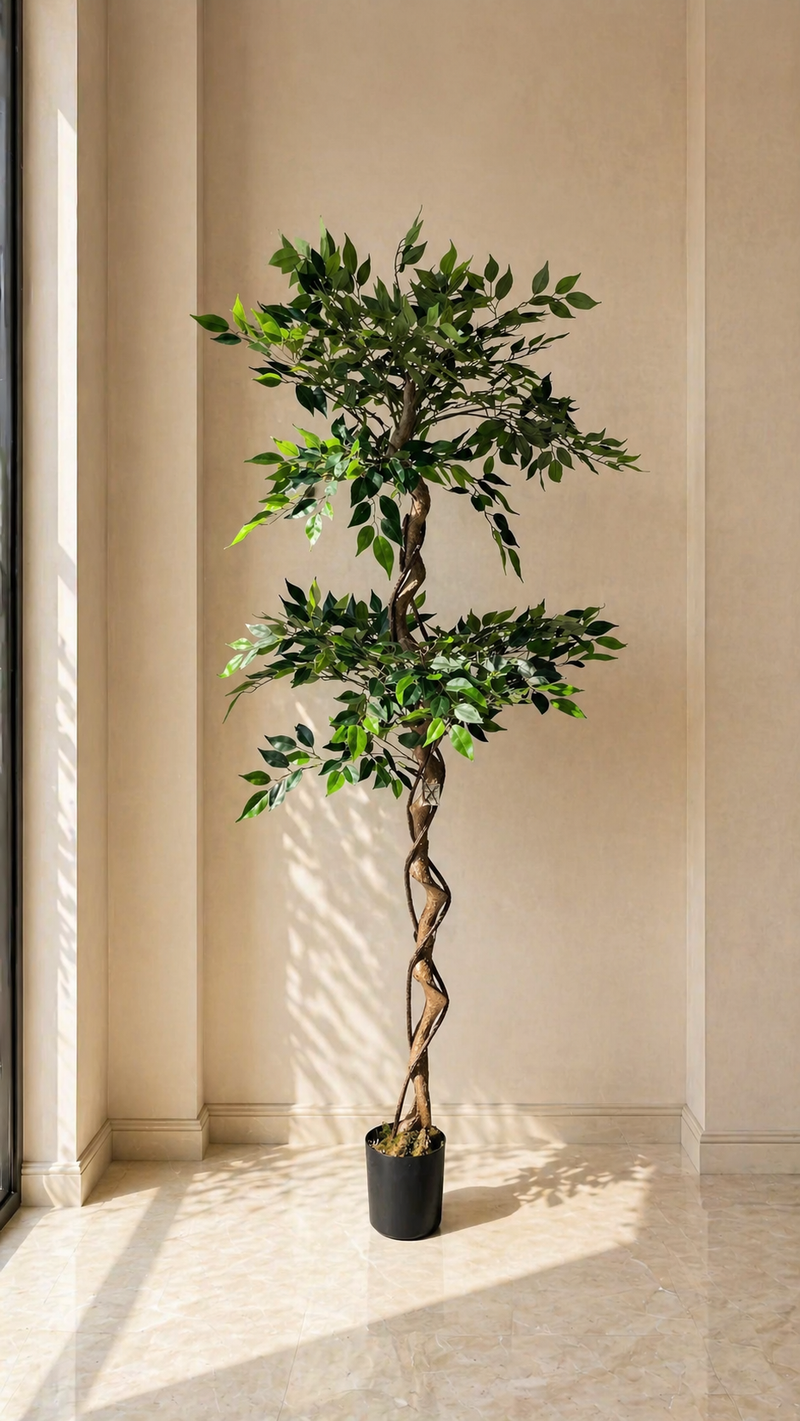 Ficus Tree - 5 Feet - ILAN INDIA