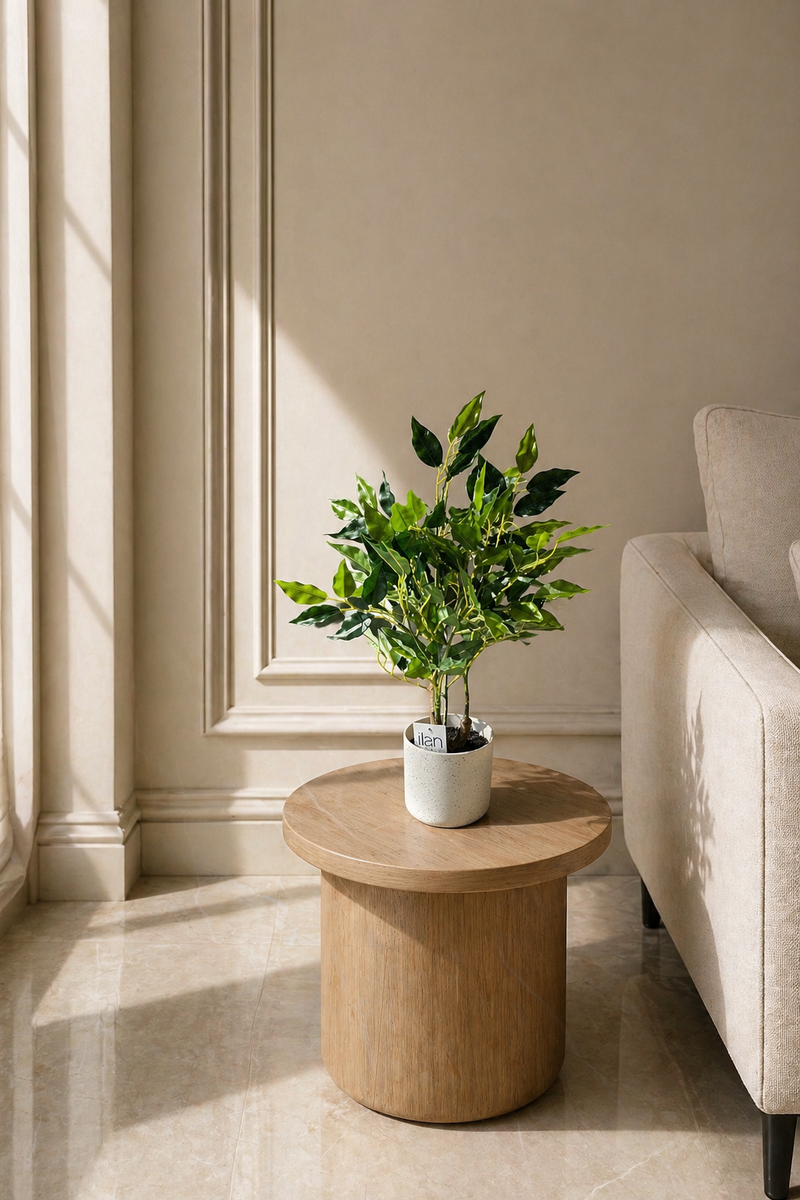 Ficus - 1.70 Feet - ILAN INDIA