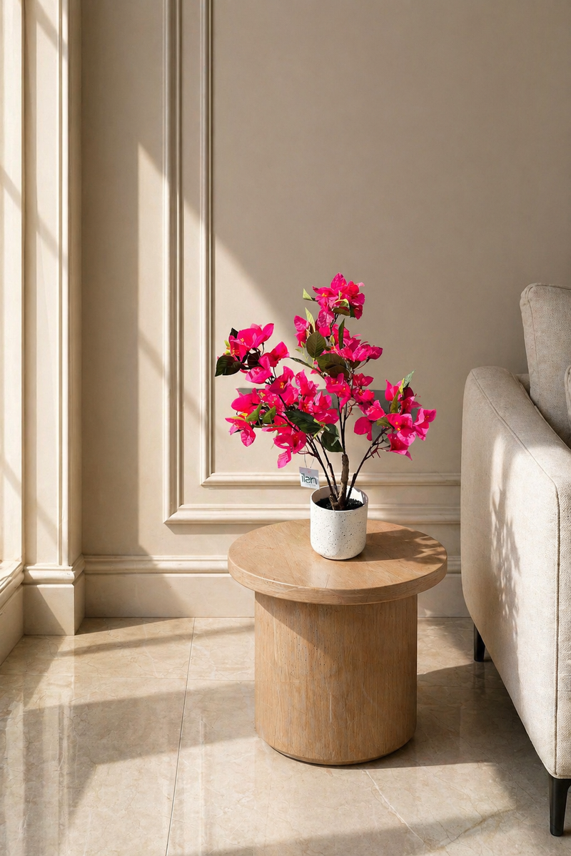 Bougainvillea - 1.70 Feet - ILAN INDIA