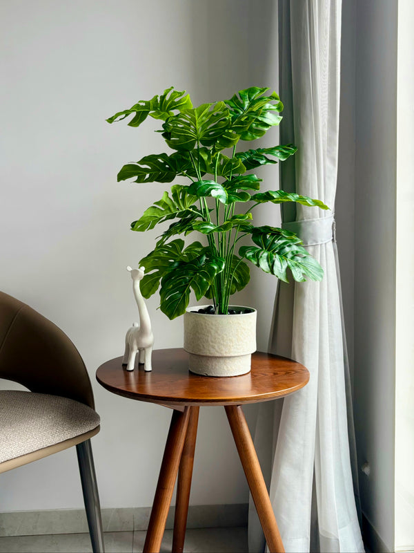 MONSTERA DELICIOSA PLANT