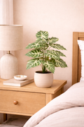 Variegated Caladium - 2.50 Feet - ILAN INDIA