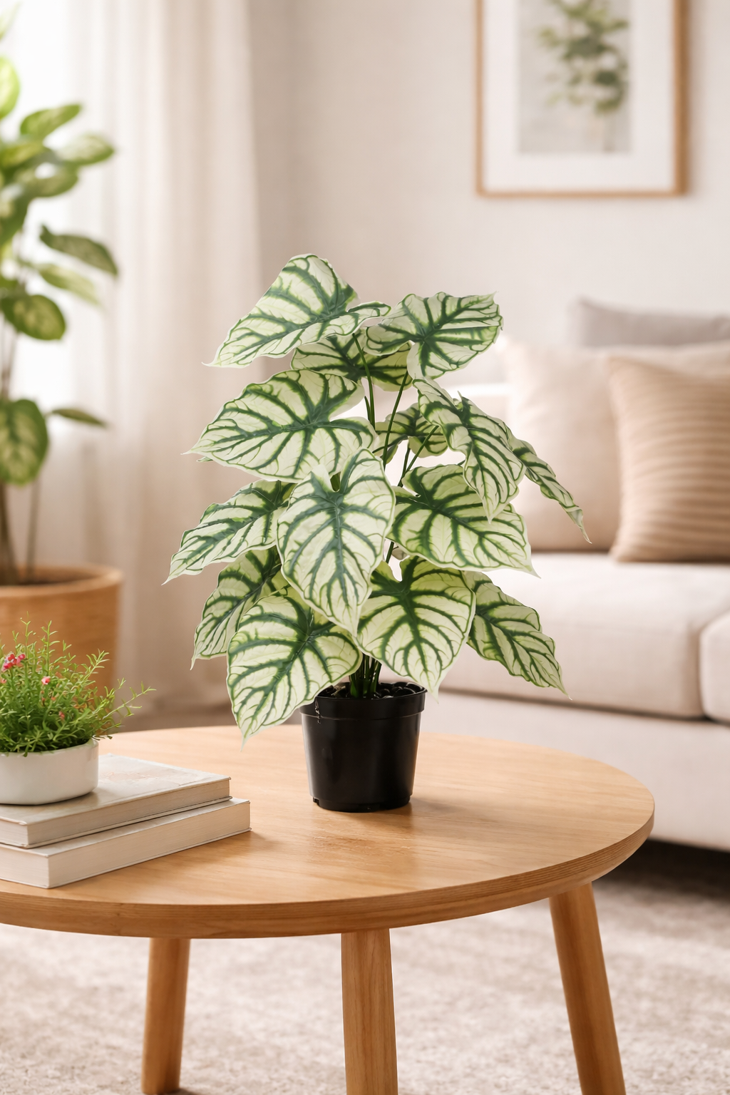 White Caladium - 2.50 Feet - ILAN INDIA