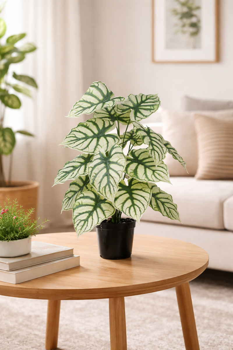 White Caladium - 2.50 Feet - ILAN INDIA
