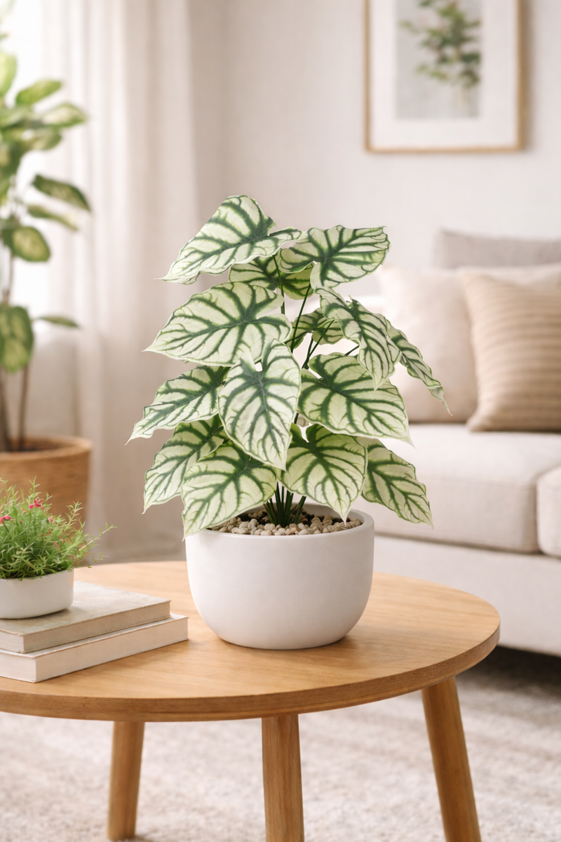 White Caladium - 2.50 Feet - ILAN INDIA
