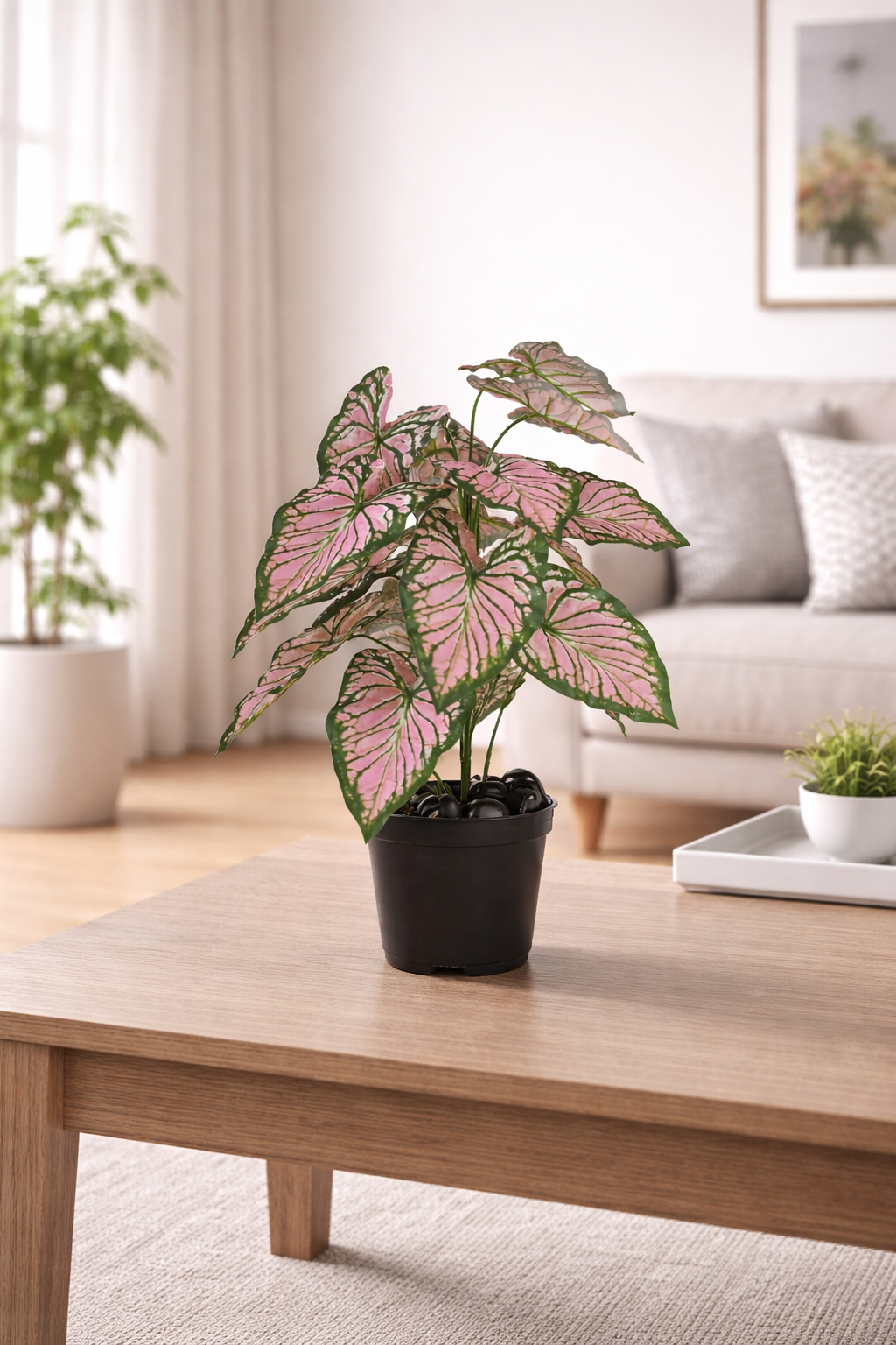 Caladium Pink Plant - 2.50 Feet - ILAN INDIA