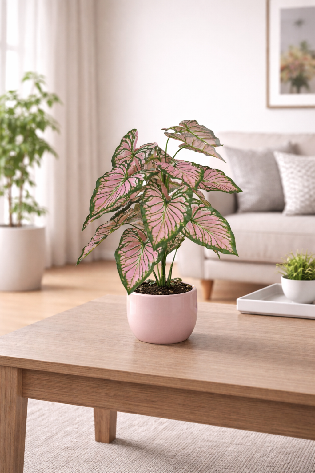 Caladium Pink Plant - 2.50 Feet - ILAN INDIA