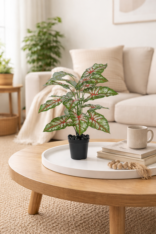 Caladium Pink - 2.50 Feet - ILAN INDIA
