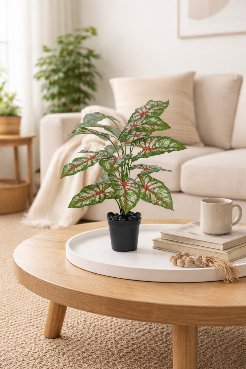 Caladium Pink - 2.50 Feet - ILAN INDIA