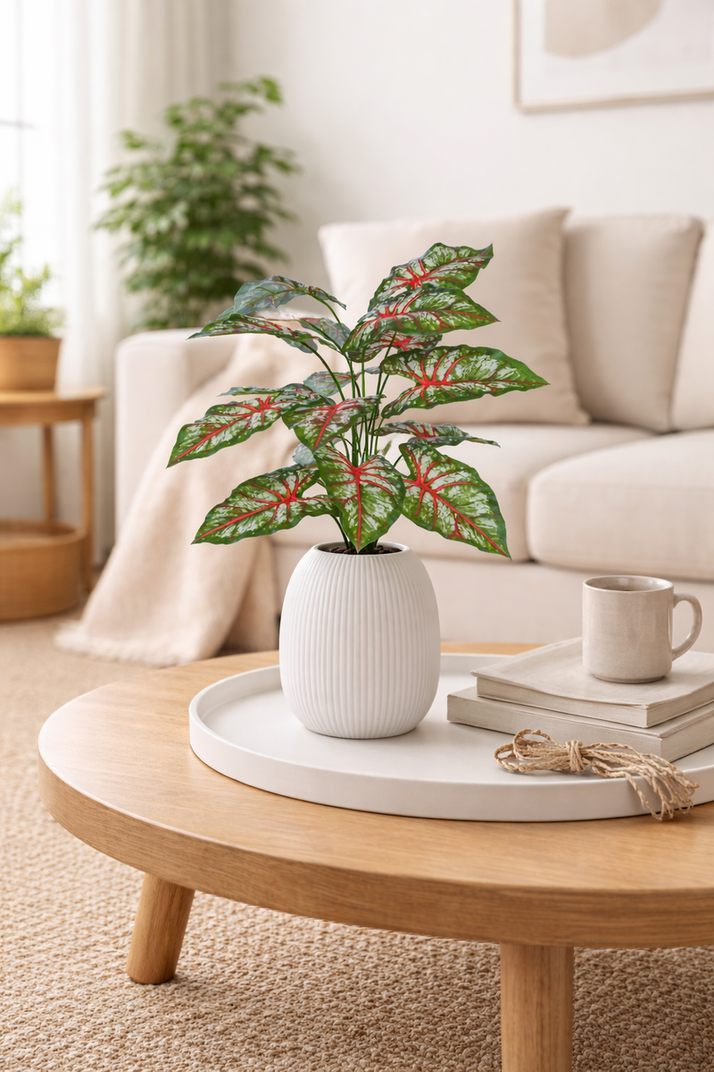Caladium Pink - 2.50 Feet - ILAN INDIA