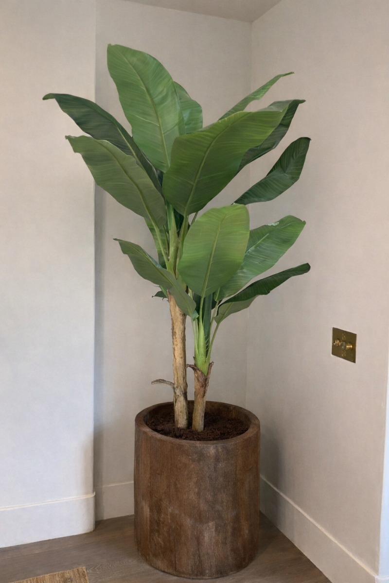 BANANA TREE - 5 Feet - ILAN INDIA