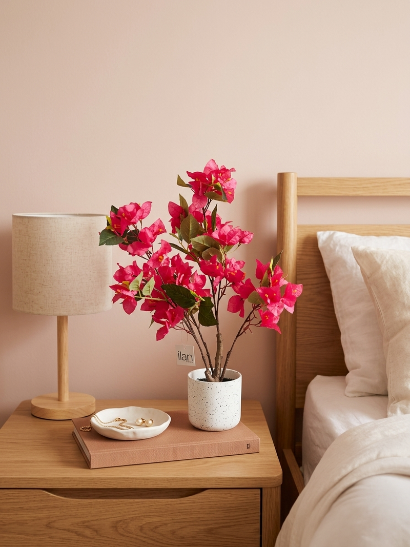 Bougainvillea - 1.70 Feet - ILAN INDIA