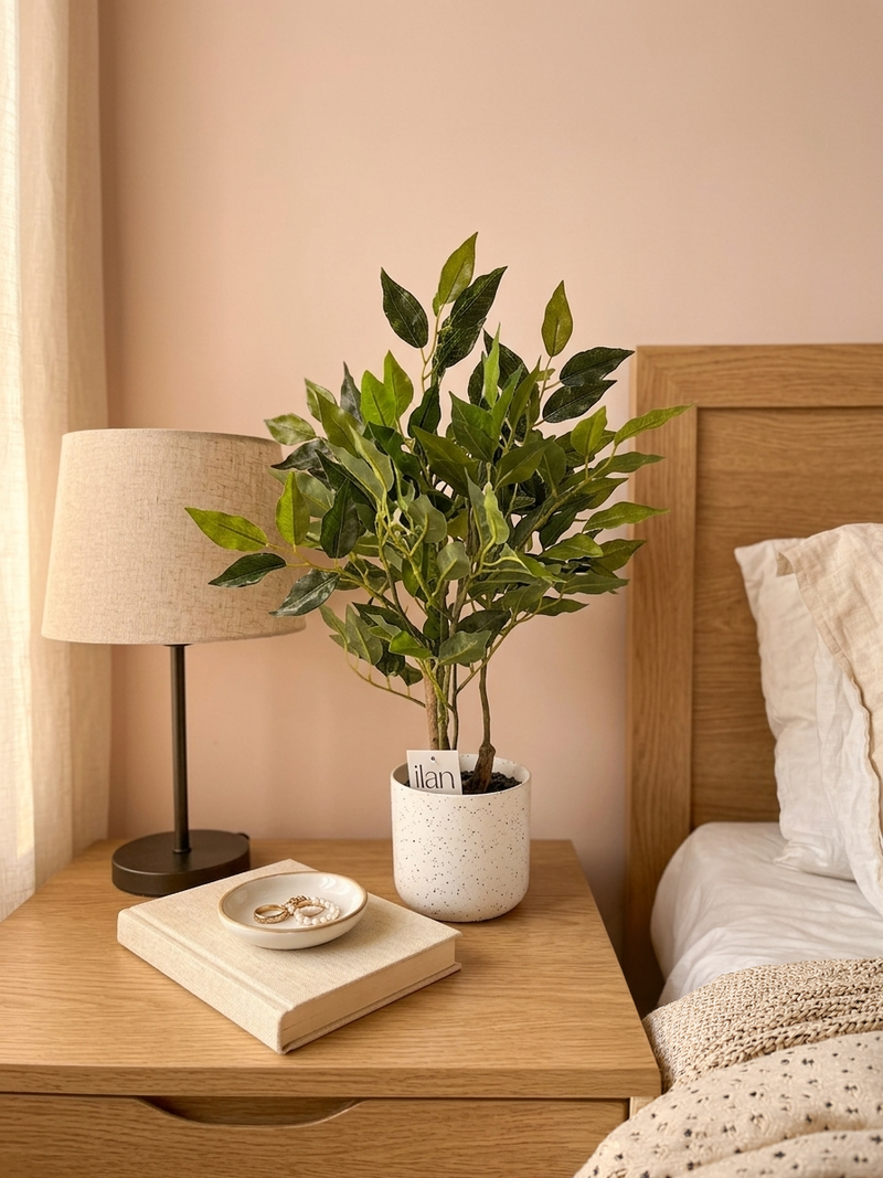 Ficus - 1.70 Feet - ILAN INDIA