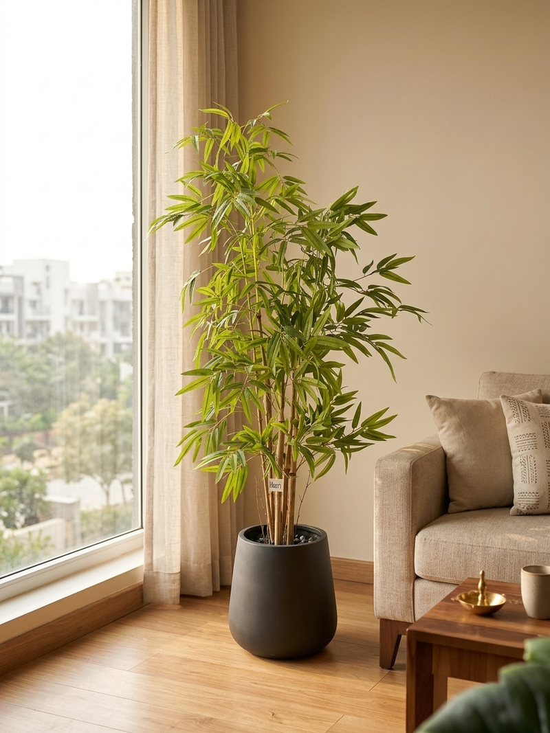 Bamboo Bliss - 4 Feet - ILAN INDIA