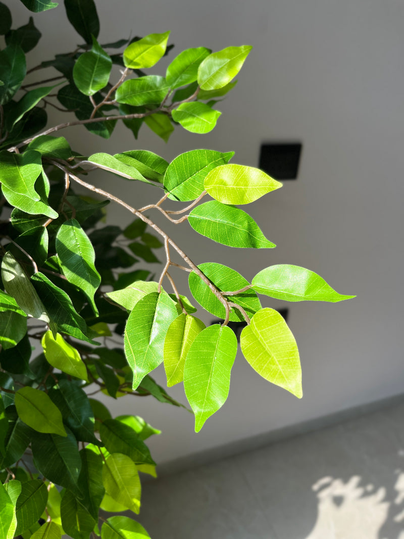 Mini Ficus - 4 Feet - ILAN INDIA