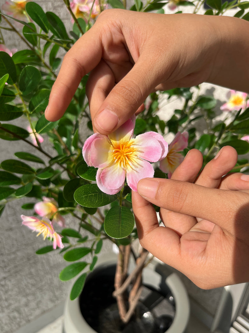 Frangipani Tree - 4 Feet - ILAN INDIA