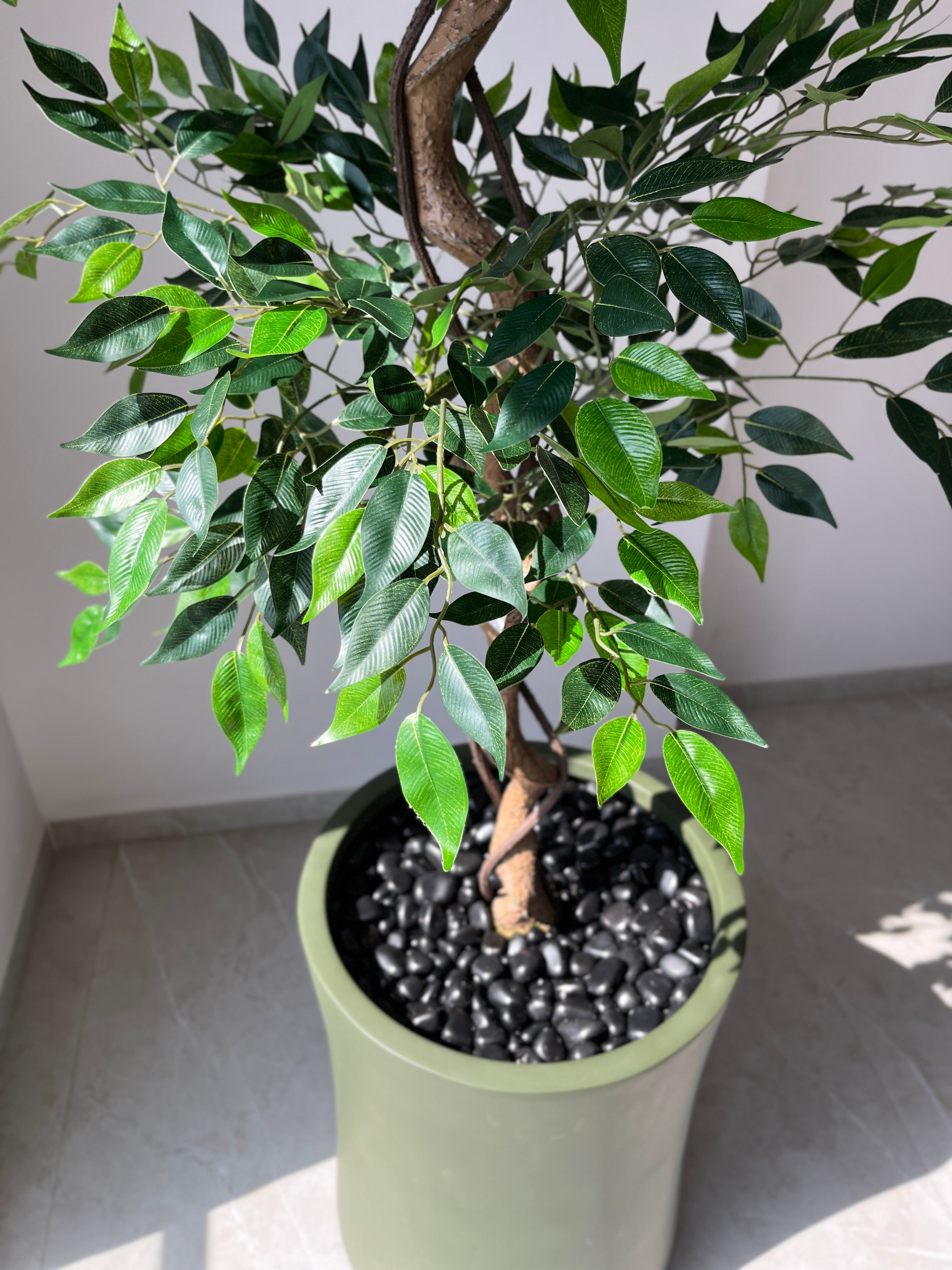 Ficus Tree - 5 Feet - ILAN INDIA