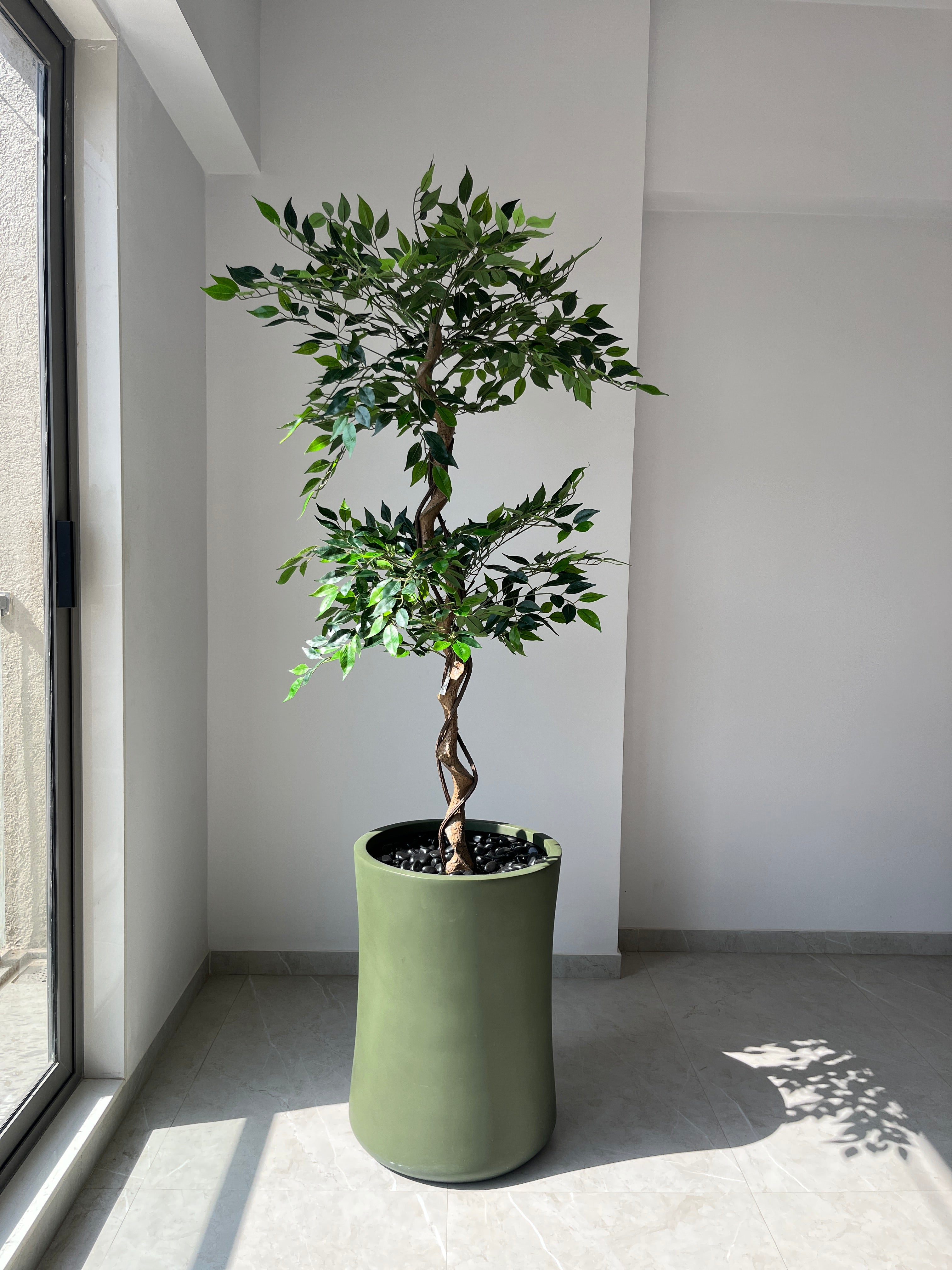 Ficus Tree - 5 Feet - ILAN INDIA
