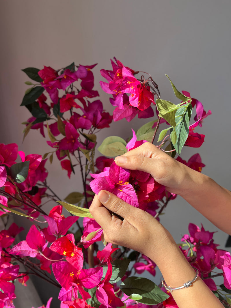 Bougainvillea - 4 Feet - ILAN INDIA