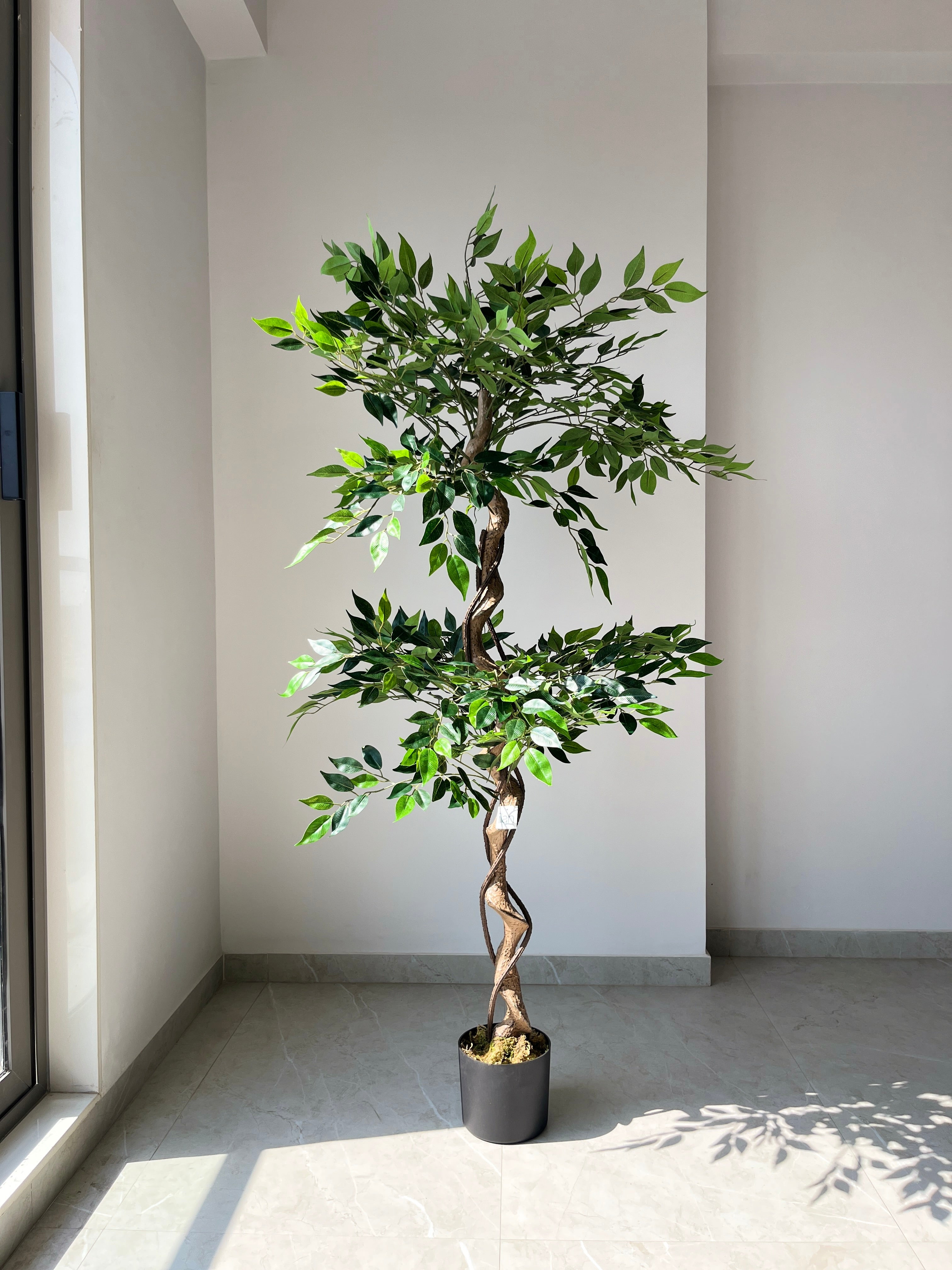 Ficus Tree - 5 Feet - ILAN INDIA