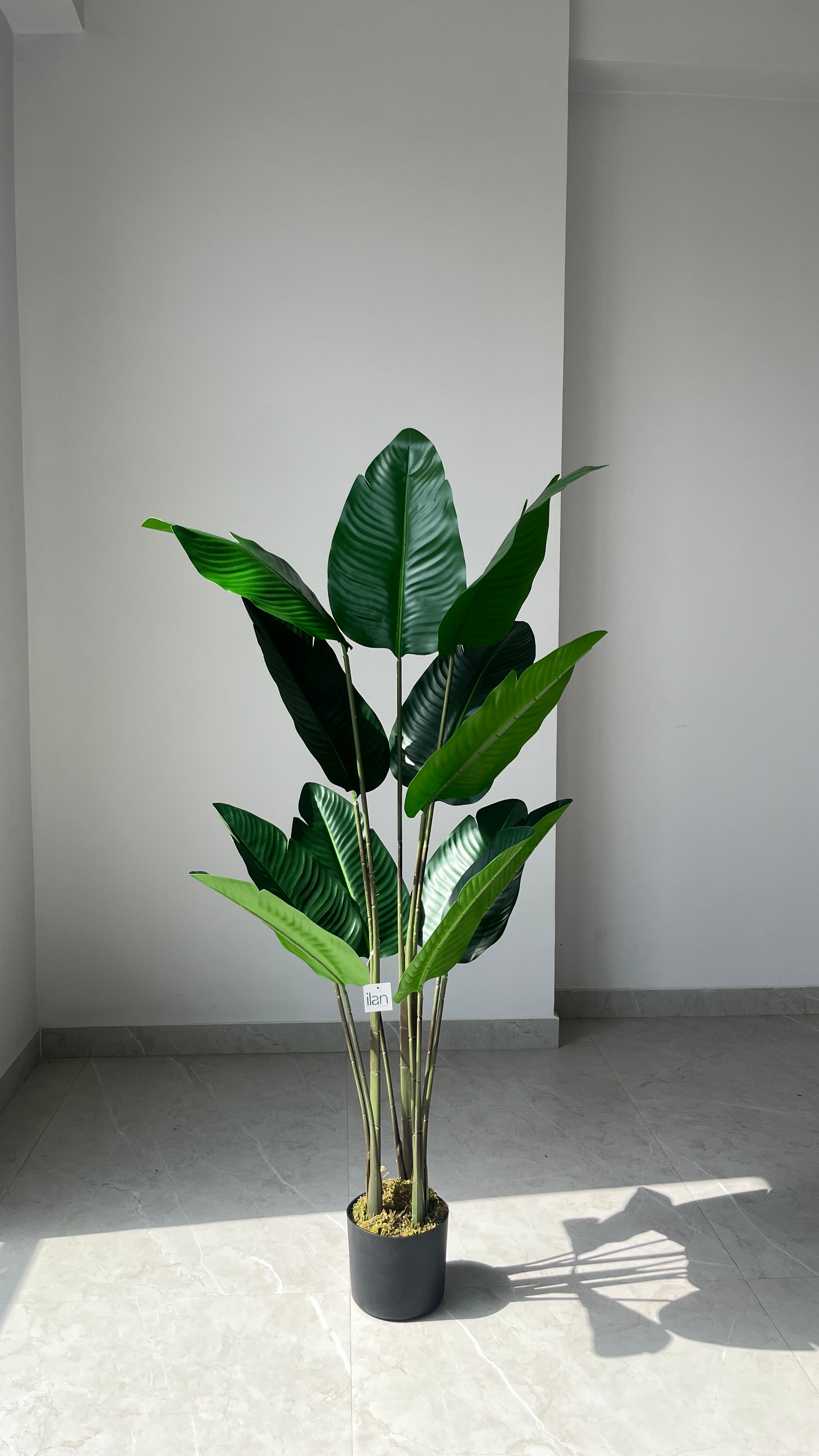 Traveller’s Palm - 4.20 Feet - ILAN INDIA