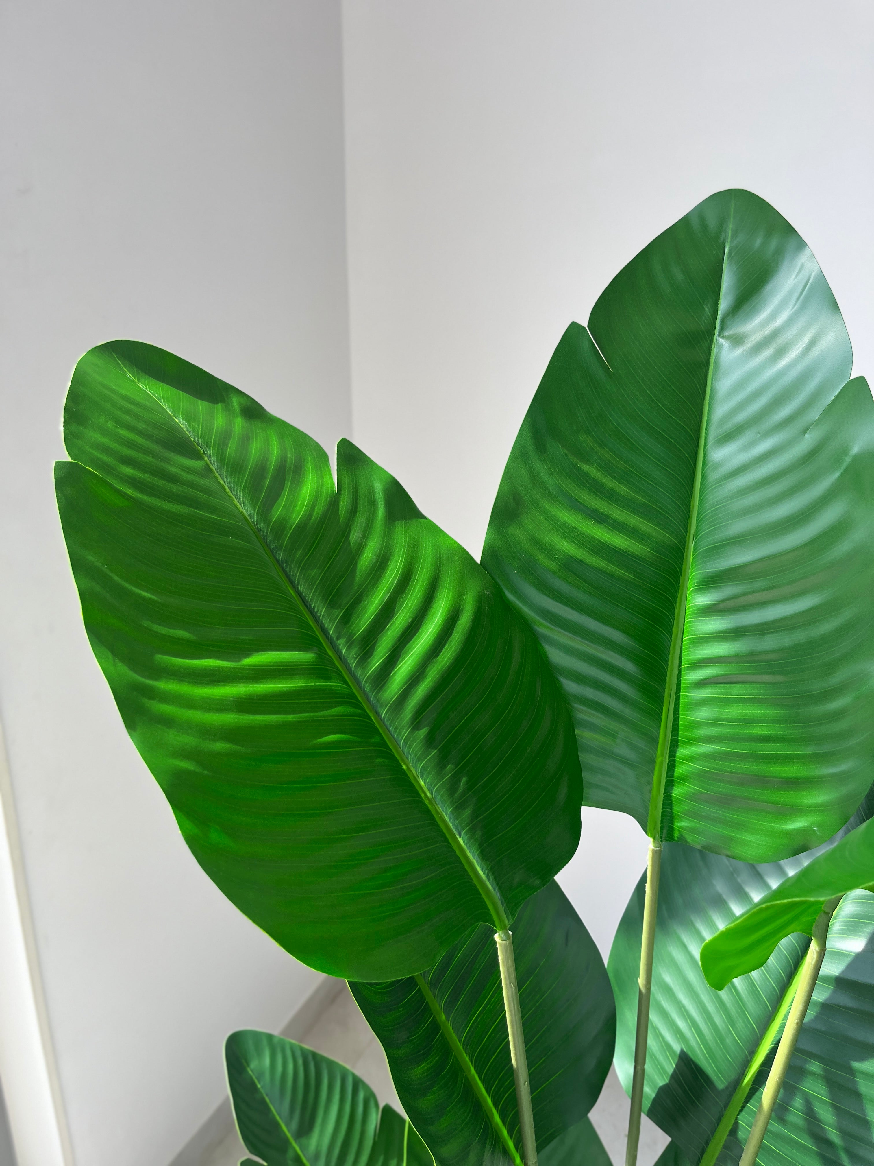 Traveller’s Palm - 4.20 Feet - ILAN INDIA