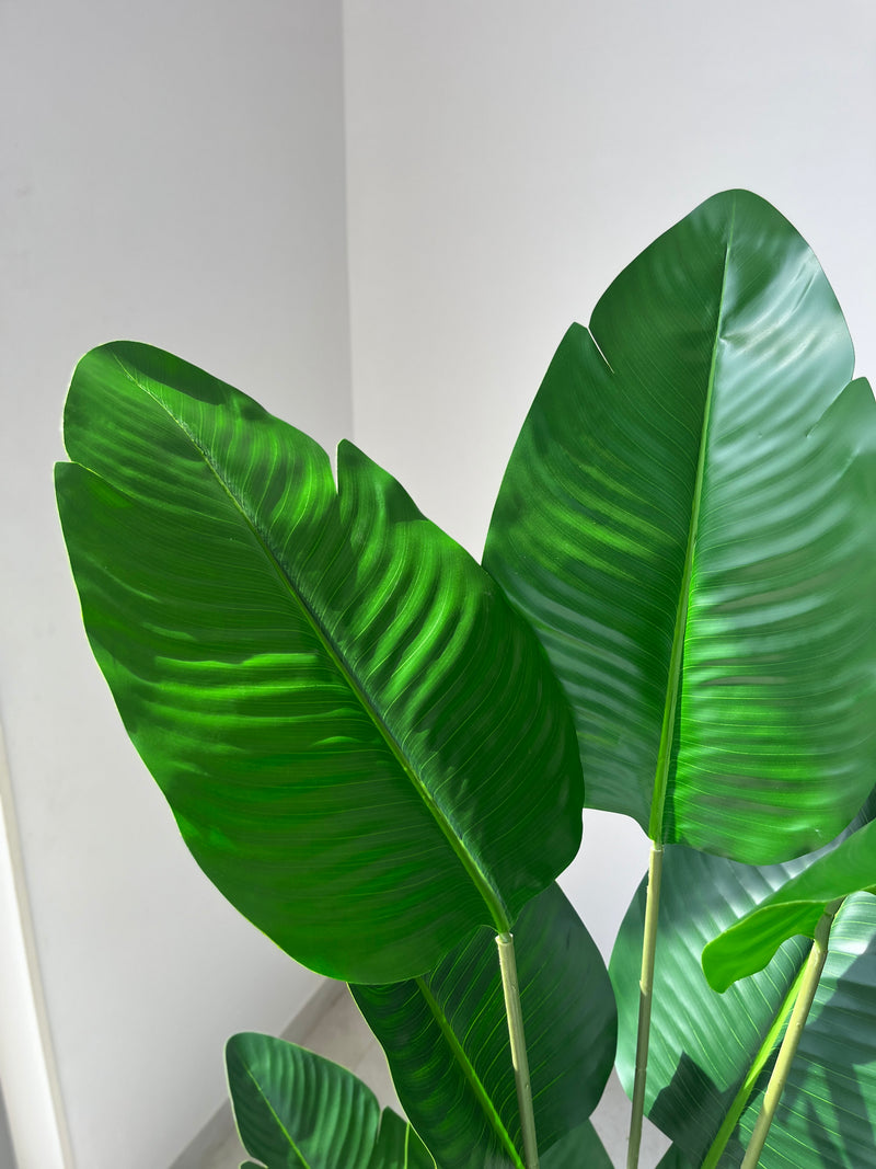Traveller’s Palm - 4.20 Feet - ILAN INDIA