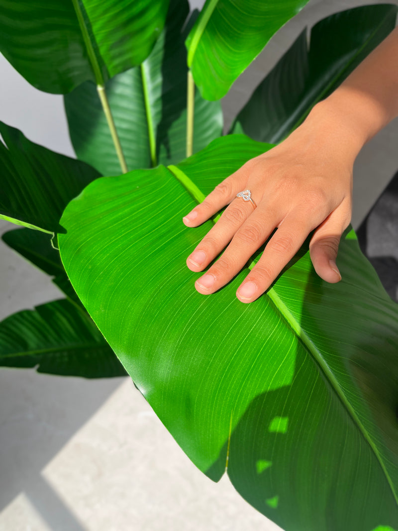 Traveller’s Palm - 4.20 Feet - ILAN INDIA