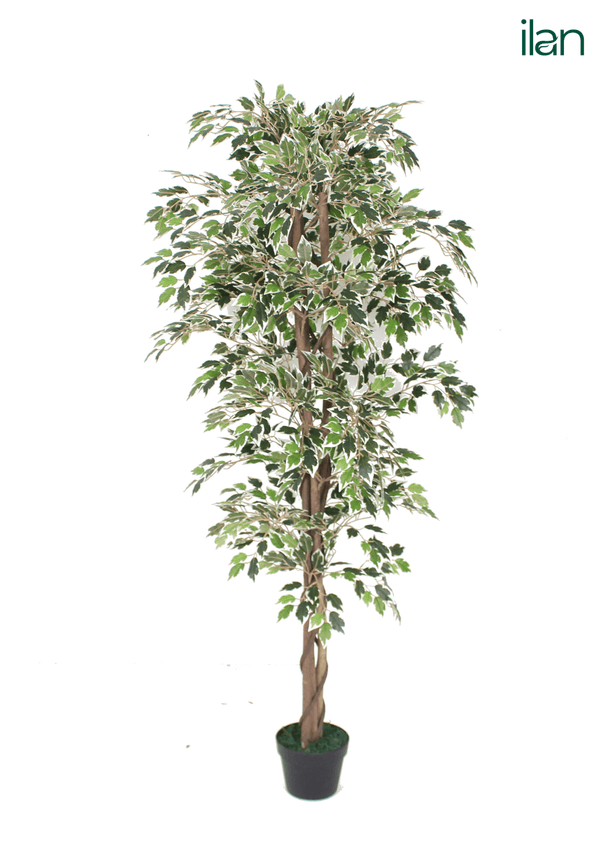ARTIFICIAL FICUS TREE-5.3FT - ILAN INDIA