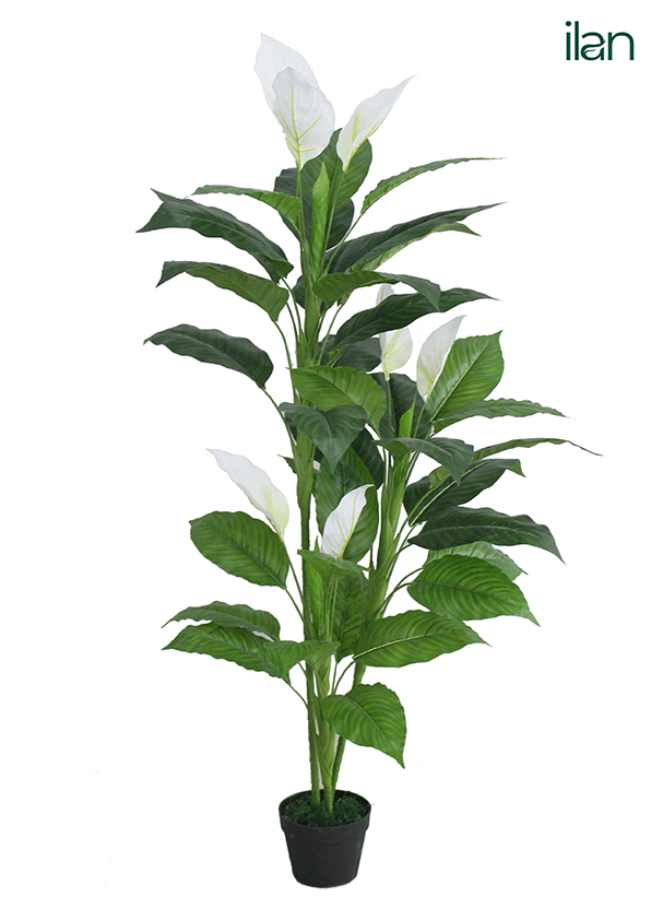 ARTIFICIAL SPATHIPHYLLIUM PLANT-5.1FT - ILAN INDIA