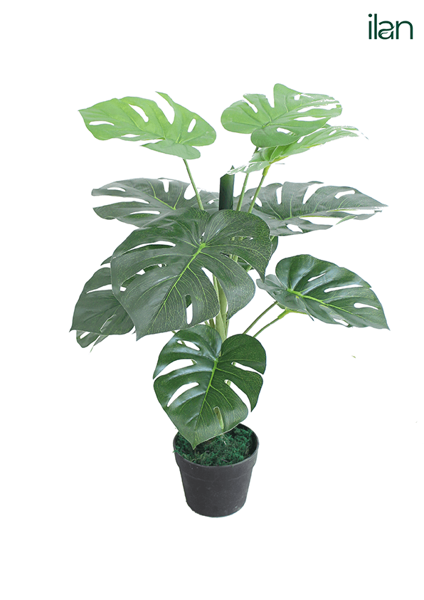 ARTIFICIAL SWISS CHEESE PLANT-2.5.FT - ILAN INDIA