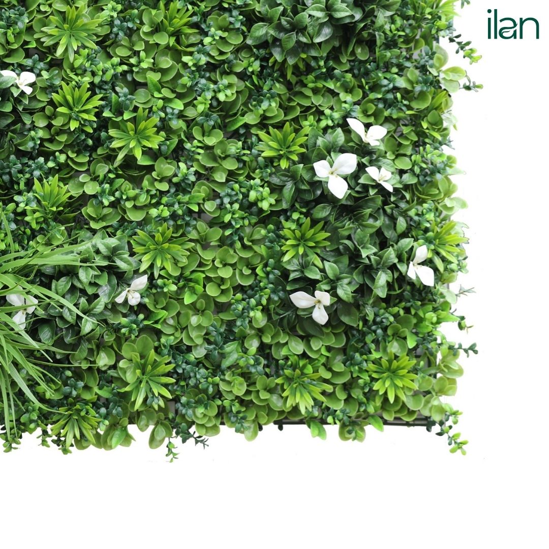 Premium Glorius 2 - ILAN INDIA