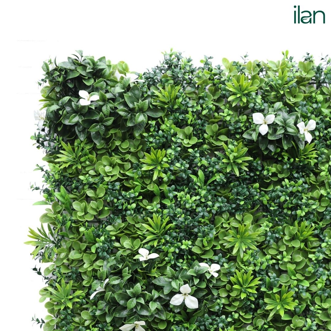 Premium Glorius 2 - ILAN INDIA