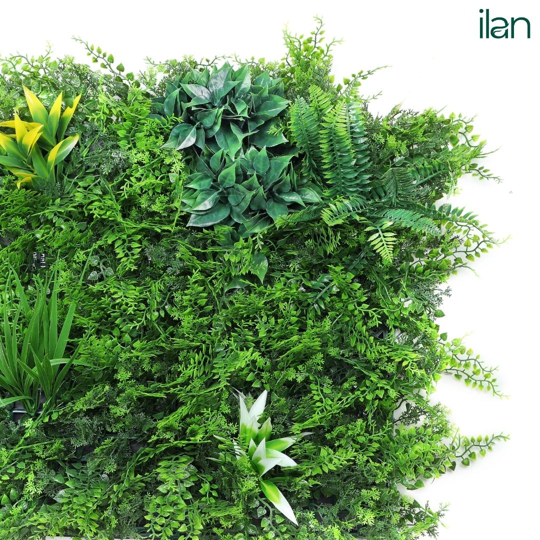 Coastal Forest - ILAN INDIA