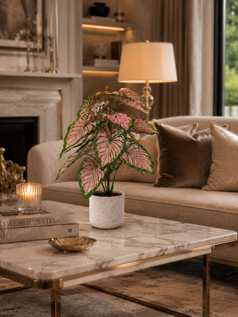Caladium Pink Plant - 2.50 Feet - ILAN INDIA