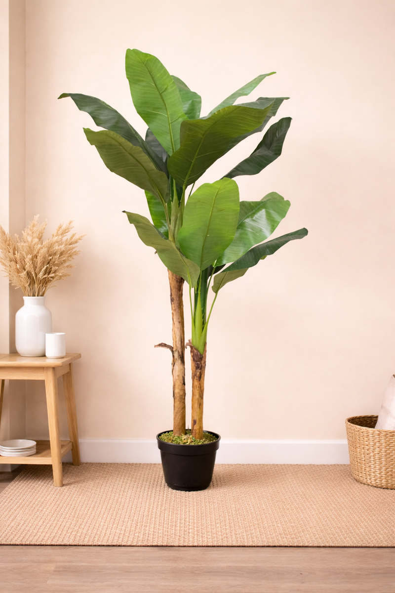 BANANA TREE - 5 Feet - ILAN INDIA