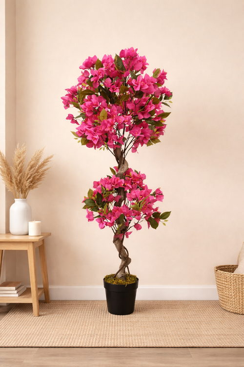 Bougainvillea