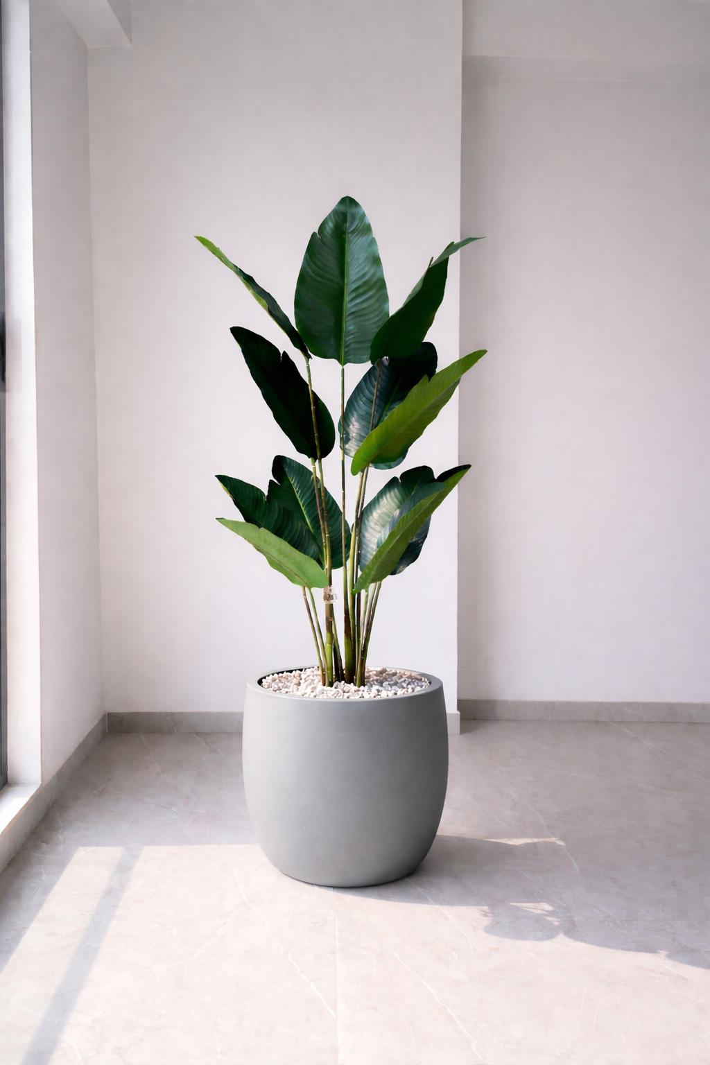 Traveller’s Palm - 4.20 Feet - ILAN INDIA
